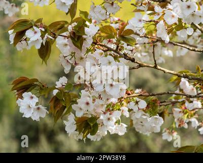 Frühlingsblüte der Zierquelle, die große weiße Kirsche, Prunus „Tai Haku“ blüht Stockfoto