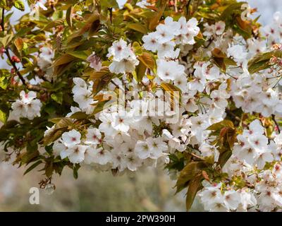 Frühlingsblüte der Zierquelle, die große weiße Kirsche, Prunus „Tai Haku“ blüht Stockfoto