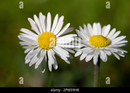 Nahaufnahme von zwei kleinen weißen Gänseblümchen, die auf einer grünen Wiese wachsen. Stockfoto