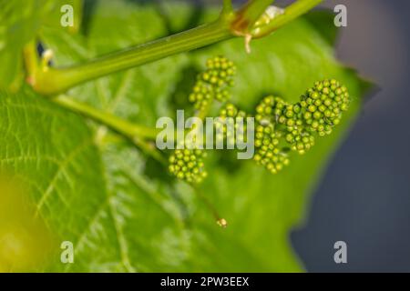 Nahaufnahme einer jungen Weinrebe Stockfoto