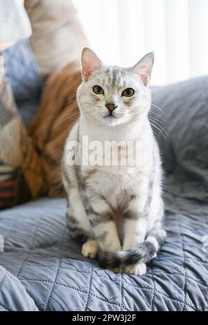 Die ägyptische Mau Haustierkatze sitzt bequem auf der Wohnzimmercouch mit liebevollen Augen. Stockfoto