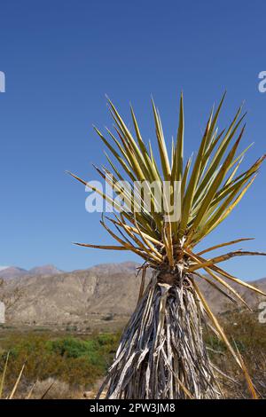 Mojave-Yucca-Werk in der Mojave-Wüste mit Bergen im Hintergrund Stockfoto