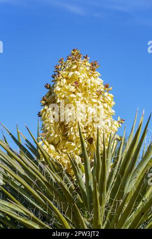 Blühende Blüten eines Mojave Yucca (Yucca schidigera) im Joshua Tree National Park in Kalifornien, USA Stockfoto