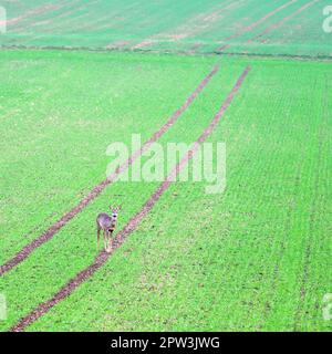 Weibliches Reh auf einem grünen Feld und schaut auf den Betrachter Stockfoto