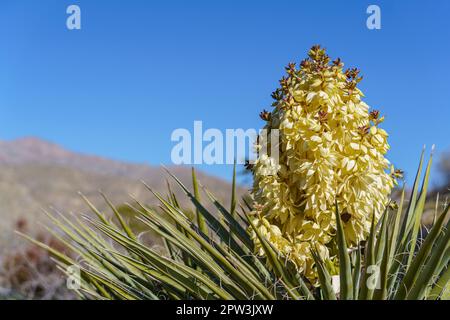 Blühende Blüten eines Mojave Yucca (Yucca schidigera) im Joshua Tree National Park in Kalifornien, USA Stockfoto