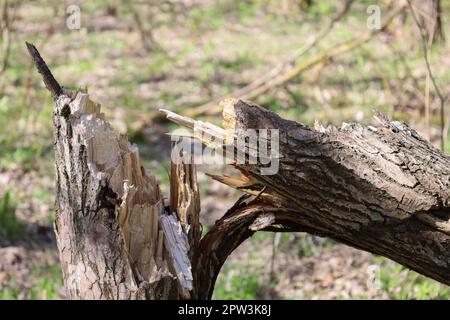 Gebrochener Baumstamm nach dem Wind im Wald. Folgen eines Sturms oder Hurrikans. Schaden nach Sturm im Park Stockfoto
