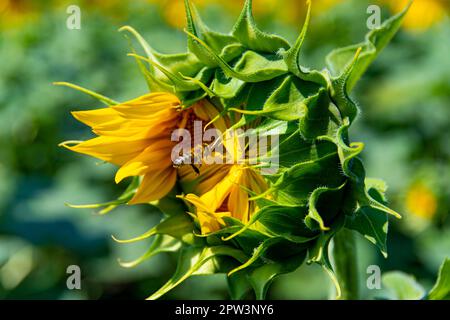 Sonnenblume mit fliegender Biene in der Sommersonne (Helianthus annuus) Stockfoto