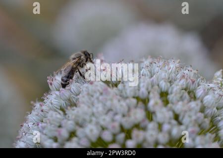 Biene auf einer weißen Zwiebelblume Nahaufnahme, Makrofoto, große weiße Blume, Bienen bestäuben in der Wildnis. Stockfoto