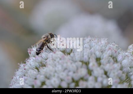 Biene auf einer weißen Zwiebelblume Nahaufnahme, Makrofoto, große weiße Blume, Bienen bestäuben in der Wildnis. Stockfoto