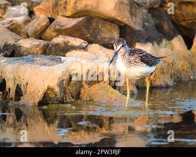 Sanderling, Calidris alba, Erwachsener, der sich in den Winterschlafvogel stürmt Stockfoto