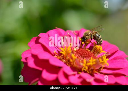 Biene auf einer rosa elegante Zinnia Blume, Nahaufnahme, Makro, große rosa Blume, Bee bestäuben und Fütterung. Stockfoto