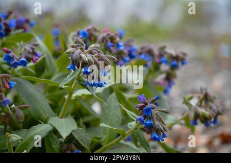 Pulmonaria mollis, Lungenwürzeblume, blaue, lila und rosa Wildblumen aus der Nähe, mehrere Blüten. Stockfoto