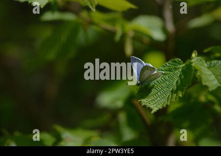 (Glaucopsyche lygdamus) silberner blauer Schmetterling auf einem gewöhnlichen Hornbalken hinterlässt Nahmakro, kleiner blauer Schmetterling auf grünem Blattgrund. Stockfoto