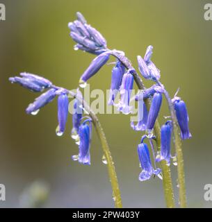 Bluebell Blumen - Nahaufnahmen Stockfoto