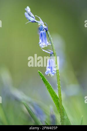 Bluebell Blumen - Nahaufnahmen Stockfoto