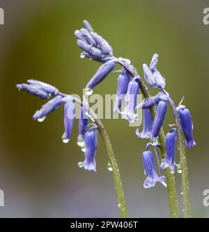 Bluebell Blumen - Nahaufnahmen Stockfoto