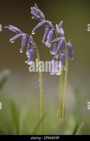 Bluebell Blumen - Nahaufnahmen Stockfoto