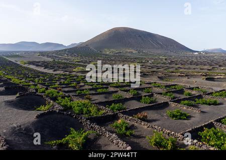 Typische Weinberge auf schwarzem Lavaböden. La Geria. Lanzarote, Kanarische Inseln. Spanien. Stockfoto