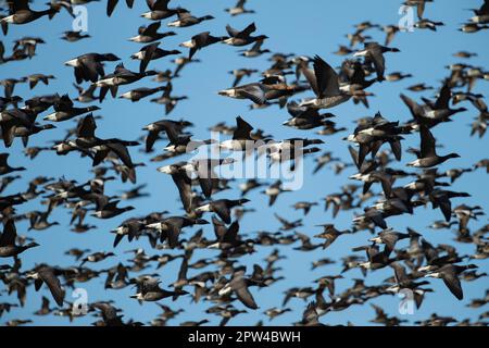 Gänse (Branta bernicla), ausgewachsene Vögel, die in einem Bestand fliegen, Norfolk, England, Vereinigtes Königreich Stockfoto