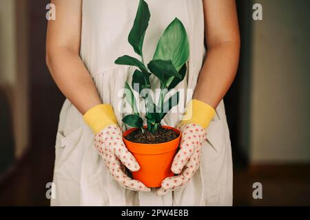Nicht wiedererkennbare (Strelitzia Reginae) Gärtnerin in Kleid und Handschuhen mit orangefarbenem Topf und Pflanze zu Hause Stockfoto