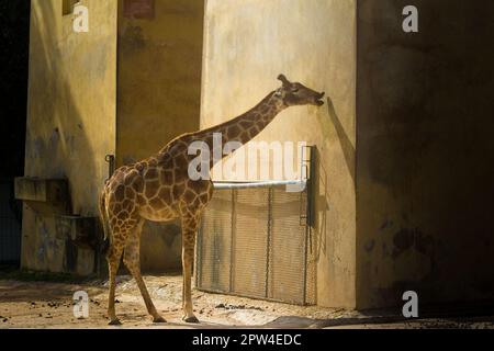 Fantastische Giraffe im Zoo Stockfoto