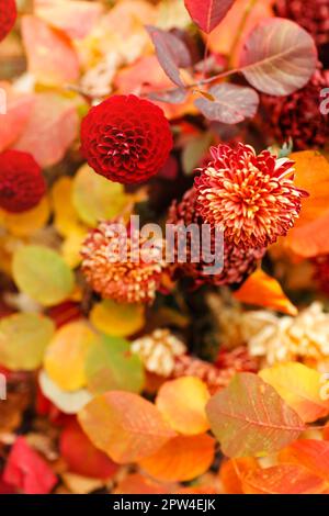 Makrofoto von bunten blühenden Chrysanthemen Koreanum Blüten über gefallenen rot-gelben Blättern im Herbstgarten oder Park, vertikale Aufnahme. Stockfoto