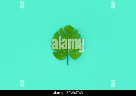 Von tropischen Palmen monstera Blatt liegt auf einer pastellfarbenen Papier. Minimale natur sommer Konzept. Flach Komposition. Ansicht von oben. Stockfoto