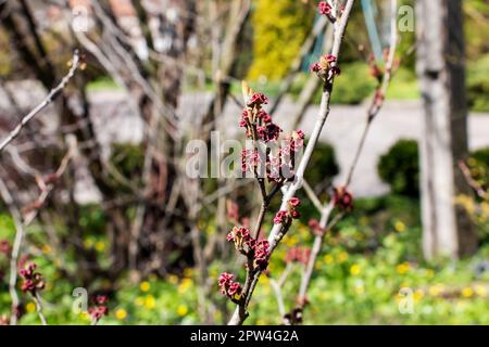 Blüte von Hamamelis Hamamelis intermedia Pallida im Frühjahr. Hamamelis hat im Frühling herrliche Blumen. Stockfoto