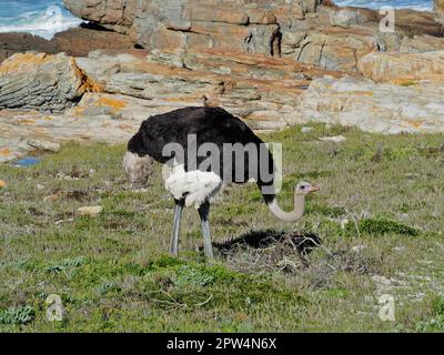 Gewöhnlicher Strauß (Struthio camelus) im Kap der Guten Hoffnung Nationalpark, Kapstadt, Südafrika Stockfoto