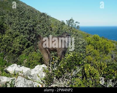 Chacma Pavian (Papio ursinus) im Kap der Guten Hoffnung Nationalpark, Kapstadt, Südafrika Stockfoto