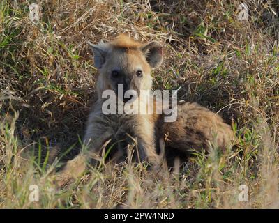 Nachwuchs von gefleckter Hyäne (Crocuta crocuta), im Kruger-Nationalpark, Südafrika Stockfoto