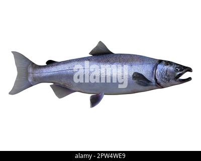 Im Pazifik leben die Lachsfische von Coho in Schulen und paaren sich in Flüssen. Stockfoto