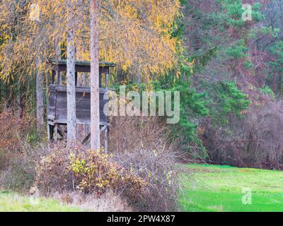 Hirsche stehen im Wald Stockfoto