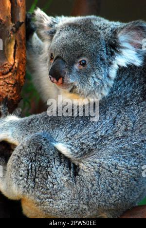 Ein Furry Koala in Australien klammert sich an einen Eukalyptusbaum Stockfoto