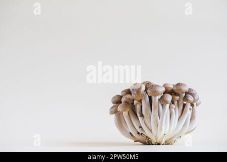 Cluster von frischen braunen Shimeji-Pilzen aus der Nähe. Shimeji-Pilze auf hellem Hintergrund mit Stein und Moos. Stockfoto