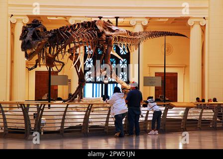 Im Field Museum in Chicago werden die Knochen und Fossilien von Sue, dem vollständigsten T Rex, der je entdeckt wurde, ausgestellt Stockfoto