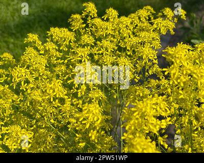 Faerberwaid, Isatis tinctoria ist eine Faerberpflanze und wird in der Medizin als Arzneimittel verwendet. Färberwaid, Isatis tinctoria ist eine Farbstoffpflanze A Stockfoto