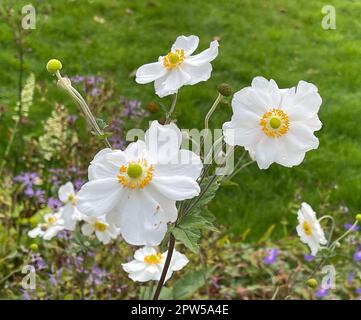 Herbst-Anemone, Anemone tomentosa bringt ansehnliche, rosafarbene Blueten von August bis September hervor. Herbst Anemone, Anemone Tomentosa produziert Stockfoto