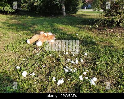 Ein unnötiges vergessenes Spielzeug auf dem Rasen. Ein zerrissener Teddybär liegt auf dem Boden. Gewalt- und Vergesslichkeitskonzept. Weiße Baumwollwolle ist von sichtbar Stockfoto