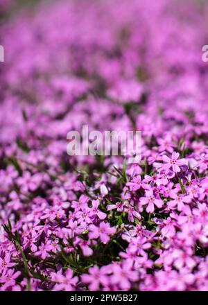 Flache Tiefenschärfe Foto, nur wenige Blüten im Fokus, das Bett in rosa Blumen, verschwommen Platz für Text oben. Abstrakte spring floral background. Stockfoto