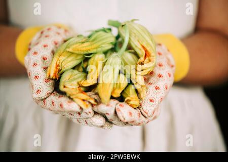 Zucchini, die Blumen in den Händen des Gärtners in Handschuhen im Freien halten - Gartenarbeit Stockfoto