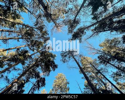 Ein wandelnder Baum. Tanzende Bäume. Bäume am Ufer des Sees Baikal, Russland Stockfoto
