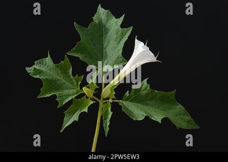 Stechapfel, Datura Stramonium ist eine Heilpflanze die auch in der Medizin eingesetzt wird. Dornapfel, Datura Stramonium ist eine Heilpflanze, die ich Stockfoto
