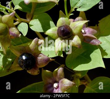 Tollkirsche, Atropa Bella-Donna, hat schwarze Beeren und ist eine Gift-und Heilpflanze. Tödlicher Nachtschatten, Atropa bella-Donna, hat schwarze Beeren und ich Stockfoto