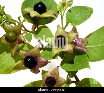 Tollkirsche, Atropa Bella-Donna, hat schwarze Beeren und ist eine Gift-und Heilpflanze. Tödlicher Nachtschatten, Atropa bella-Donna, hat schwarze Beeren und ich Stockfoto