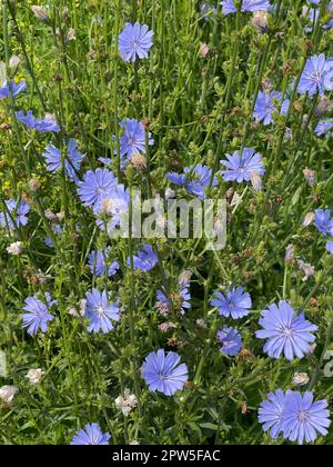 , Wegwarte Cichorium intybus, ist eine Wild- und Heilpflanze mit blauen Blueten. Die blueten sind essbar. Chicorée, Cichorium intybus, ist ein wildes und Med Stockfoto