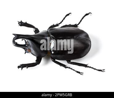 Die Welt der gruseligen Kriecher. Nahaufnahme eines Nashorn-Käfers Stockfoto