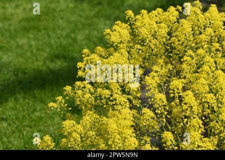 Faerberwaid, Isatis tinctoria ist eine Faerberpflanze und wird in der Medizin als Arzneimittel verwendet. Färberwaid, Isatis tinctoria ist eine Farbstoffpflanze A Stockfoto