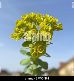 WALZEN-Wolfsmilch, Euphorbia myrsinites ist eine schoene Pflanze mit gruenen Blueten. Roller Spurr ist eine wunderschöne Pflanze mit grünen Blumen. Stockfoto