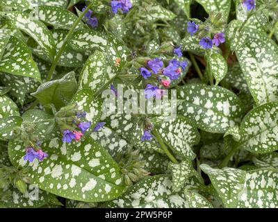 Lungenkraut, Pulmonaria, officinalis ist eine wichtige Heil- und Medizinalpflanze mit blauem Blueten. Lungenkraut Pulmonaria, officinalis ist eine wichtige Sache Stockfoto